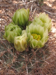 Pediocactus simpsonii